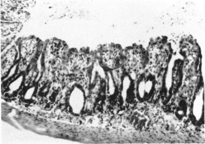 https://cdn.ncbi.nlm.nih.gov/pmc/blobs/0efc/277545/38412b926a1e/jbacter00432-0323-b.jpg