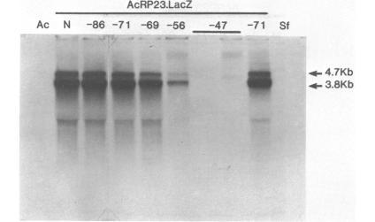 https://cdn.ncbi.nlm.nih.gov/pmc/blobs/0f03/339941/0aa49b2b9d95/nar00268-0170-a.jpg