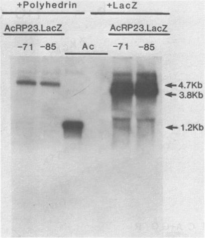 https://cdn.ncbi.nlm.nih.gov/pmc/blobs/0f03/339941/20d7ef5cf856/nar00268-0171-a.jpg