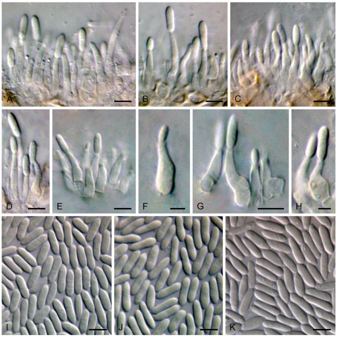 https://cdn.ncbi.nlm.nih.gov/pmc/blobs/0f04/10673533/12776b1d1bb2/microorganisms-11-02717-g009.jpg