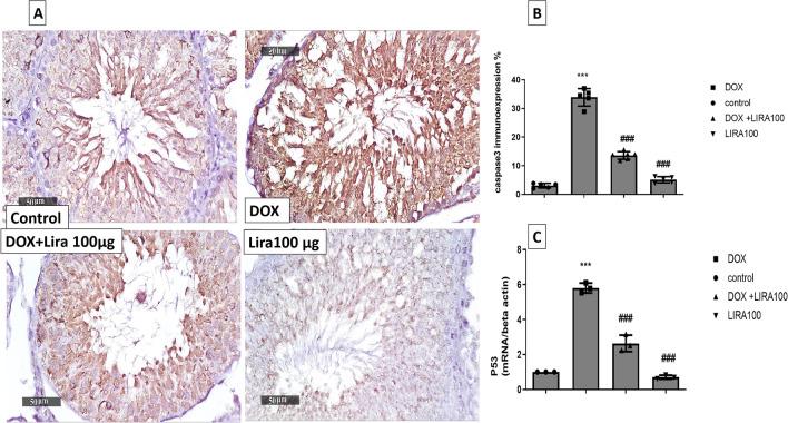 https://cdn.ncbi.nlm.nih.gov/pmc/blobs/0f05/10567954/b27193d9502f/210_2023_2504_Fig9_HTML.jpg