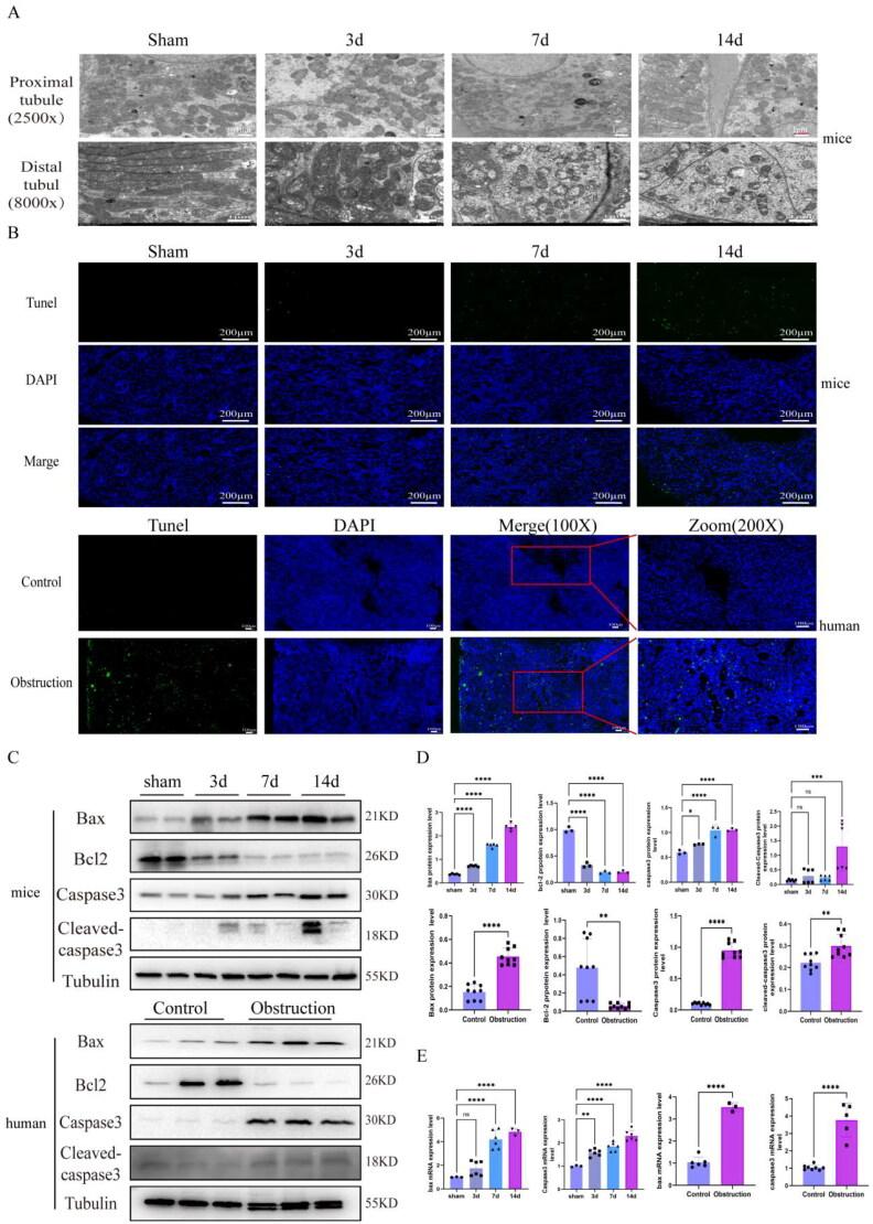 https://cdn.ncbi.nlm.nih.gov/pmc/blobs/0f06/11536639/08f537e78338/IRNF_A_2415519_F0004_C.jpg