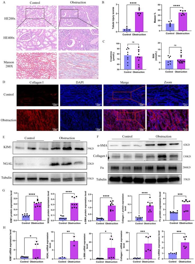 https://cdn.ncbi.nlm.nih.gov/pmc/blobs/0f06/11536639/78584b888a58/IRNF_A_2415519_F0002_C.jpg