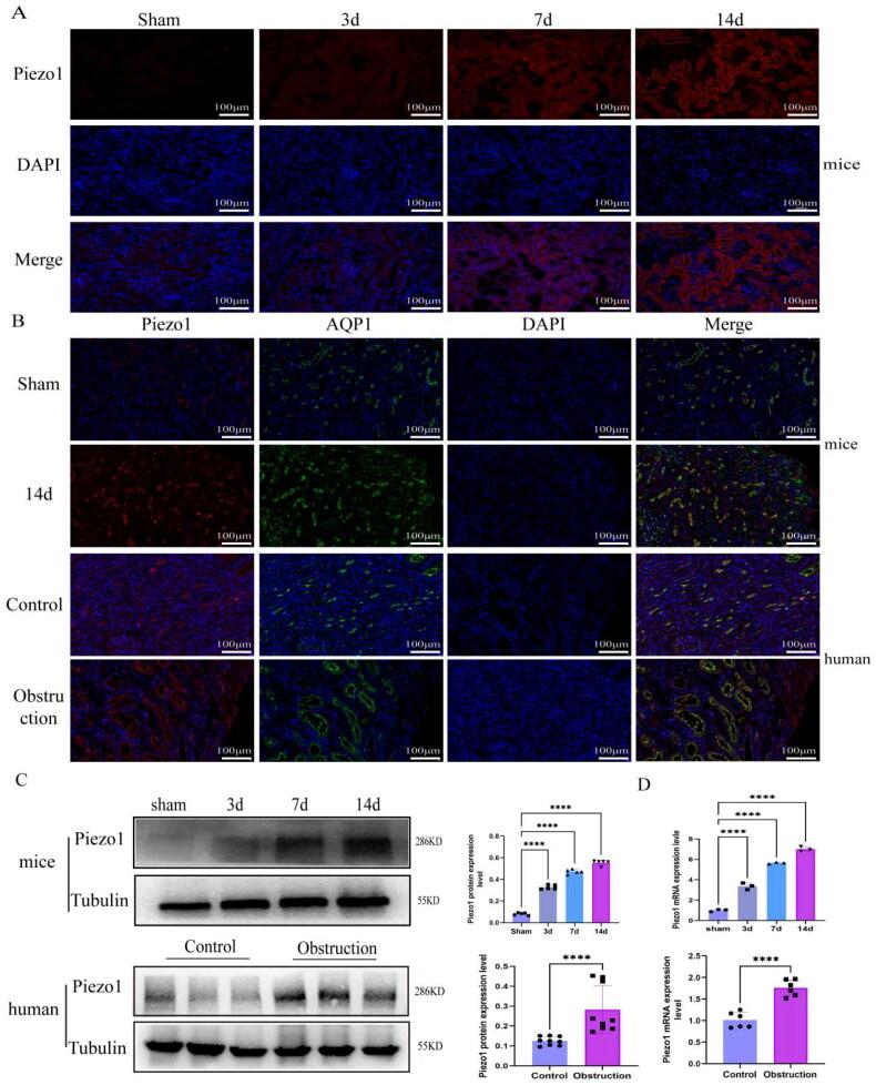 https://cdn.ncbi.nlm.nih.gov/pmc/blobs/0f06/11536639/8072fdbc4682/IRNF_A_2415519_F0003_C.jpg