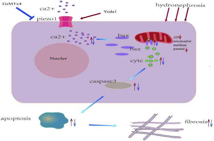 https://cdn.ncbi.nlm.nih.gov/pmc/blobs/0f06/11536639/823a9f7e3ba1/IRNF_A_2415519_UF0001_C.jpg