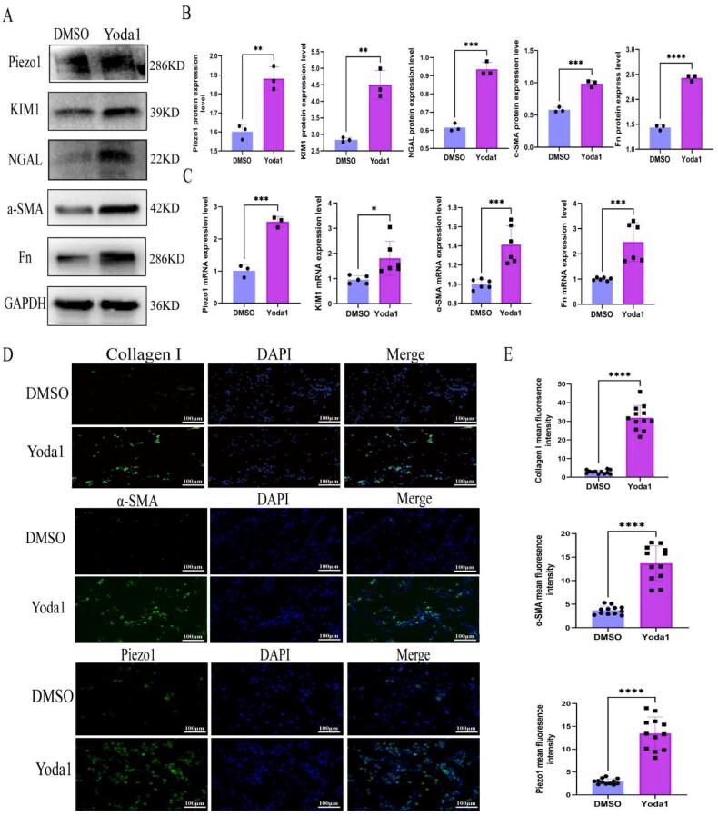 https://cdn.ncbi.nlm.nih.gov/pmc/blobs/0f06/11536639/a6b689229d0c/IRNF_A_2415519_F0005_C.jpg
