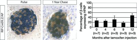 https://cdn.ncbi.nlm.nih.gov/pmc/blobs/0f07/3822509/6ebb1d0ee4ac/jcmm0013-0472-f4.jpg