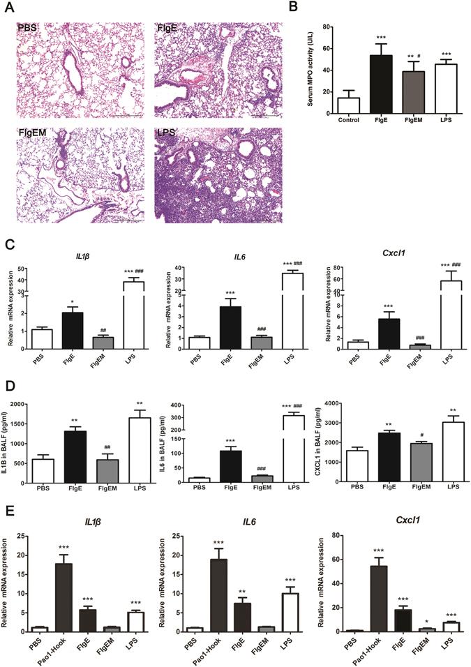 https://cdn.ncbi.nlm.nih.gov/pmc/blobs/0f0c/5431167/0b47af0c7b8b/41598_2017_1619_Fig2_HTML.jpg