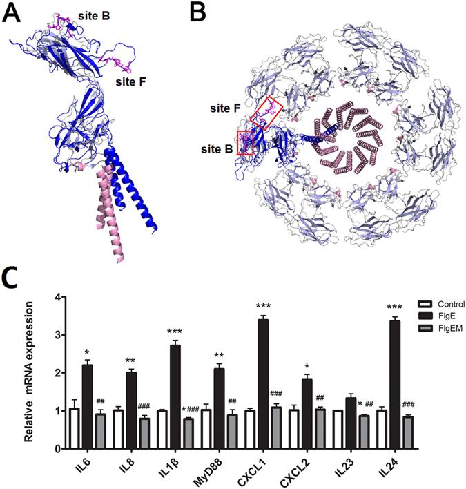 https://cdn.ncbi.nlm.nih.gov/pmc/blobs/0f0c/5431167/5f8abec3d43f/41598_2017_1619_Fig1_HTML.jpg