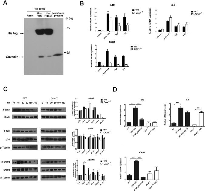 https://cdn.ncbi.nlm.nih.gov/pmc/blobs/0f0c/5431167/a691358636fd/41598_2017_1619_Fig4_HTML.jpg