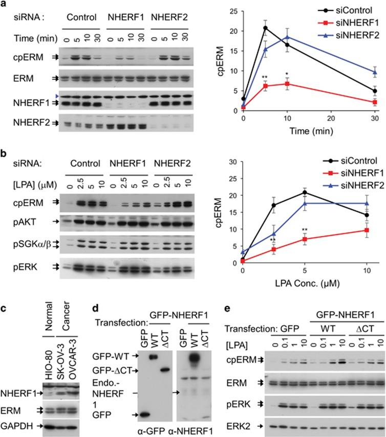 https://cdn.ncbi.nlm.nih.gov/pmc/blobs/0f0c/5565956/03269e28783c/emm201788f3.jpg