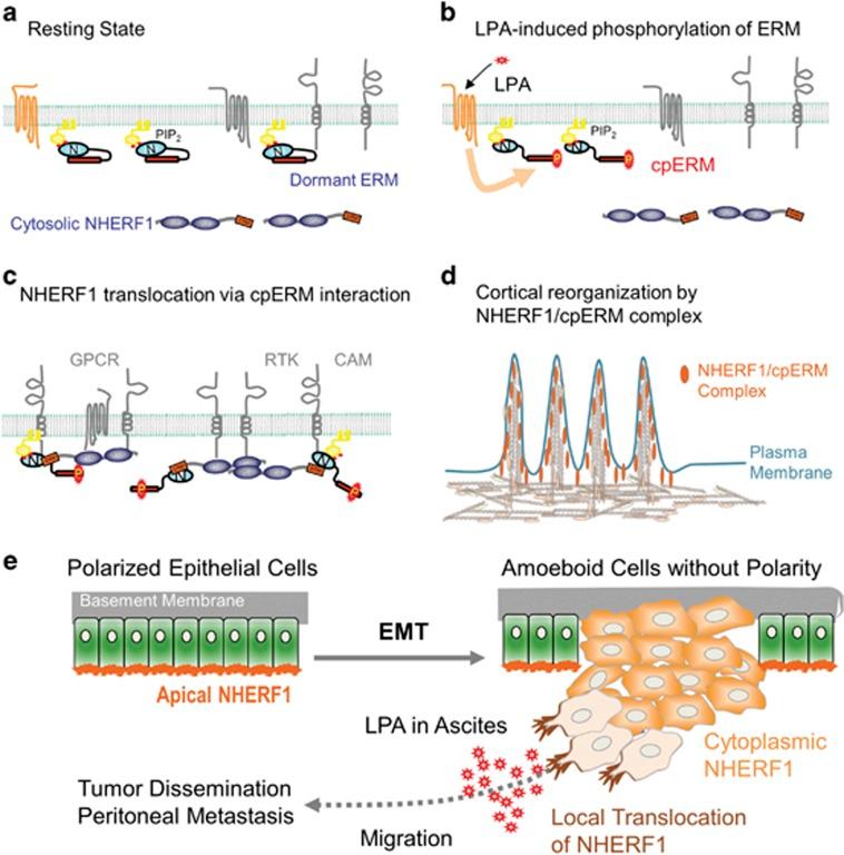 https://cdn.ncbi.nlm.nih.gov/pmc/blobs/0f0c/5565956/f2838829646f/emm201788f7.jpg