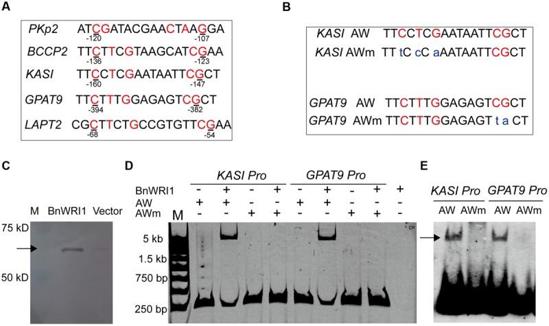 https://cdn.ncbi.nlm.nih.gov/pmc/blobs/0f0d/4652056/108295f46a45/fpls-06-01015-g006.jpg