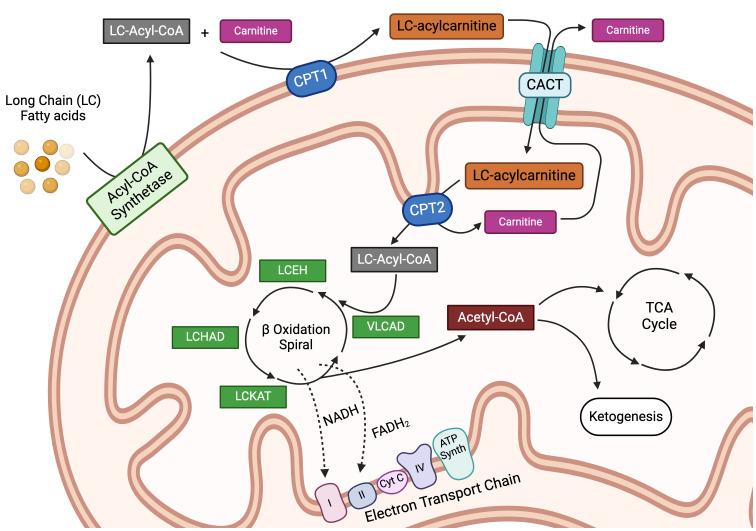 https://cdn.ncbi.nlm.nih.gov/pmc/blobs/0f0e/11240245/93778a675eb1/fimmu-15-1420336-g001.jpg