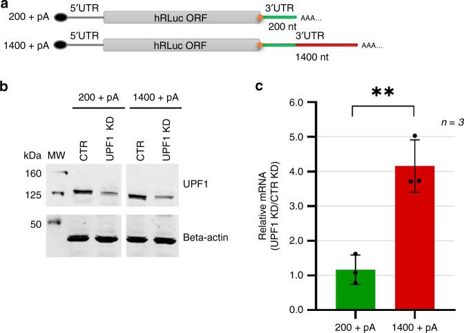 https://cdn.ncbi.nlm.nih.gov/pmc/blobs/0f0f/7431590/809ea802ef55/41467_2020_17974_Fig4_HTML.jpg