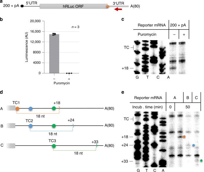 https://cdn.ncbi.nlm.nih.gov/pmc/blobs/0f0f/7431590/ae255d4a2c8f/41467_2020_17974_Fig1_HTML.jpg