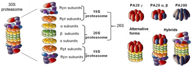 https://cdn.ncbi.nlm.nih.gov/pmc/blobs/0f12/7288101/03d031531533/molecules-25-02352-g001.jpg