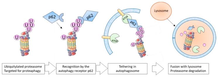 https://cdn.ncbi.nlm.nih.gov/pmc/blobs/0f12/7288101/1ecc03ce3fa0/molecules-25-02352-g003.jpg