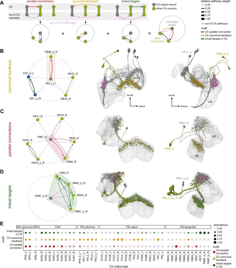 https://cdn.ncbi.nlm.nih.gov/pmc/blobs/0f12/9477501/0331495726cd/elife-66039-fig58.jpg
