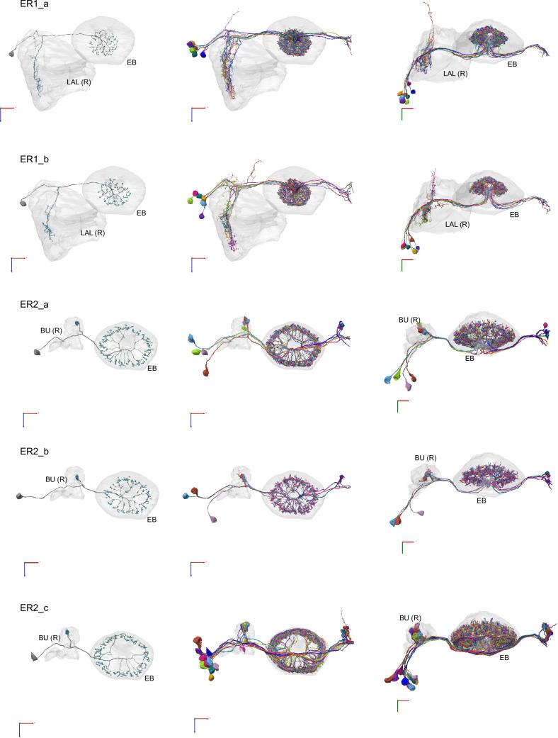 https://cdn.ncbi.nlm.nih.gov/pmc/blobs/0f12/9477501/04eb1656ed86/elife-66039-fig10-figsupp5.jpg