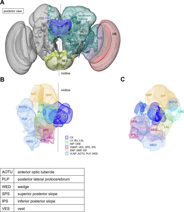 https://cdn.ncbi.nlm.nih.gov/pmc/blobs/0f12/9477501/979e65c46fb5/elife-66039-fig1-figsupp1.jpg