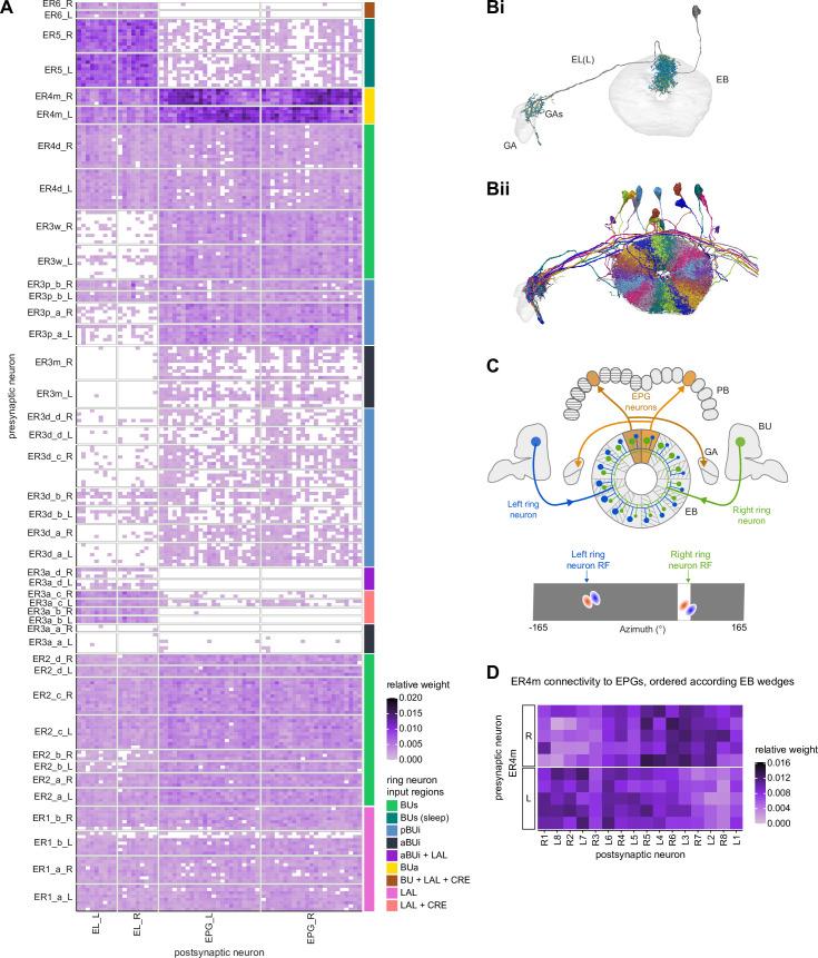 https://cdn.ncbi.nlm.nih.gov/pmc/blobs/0f12/9477501/b03d1e90cff1/elife-66039-fig11.jpg