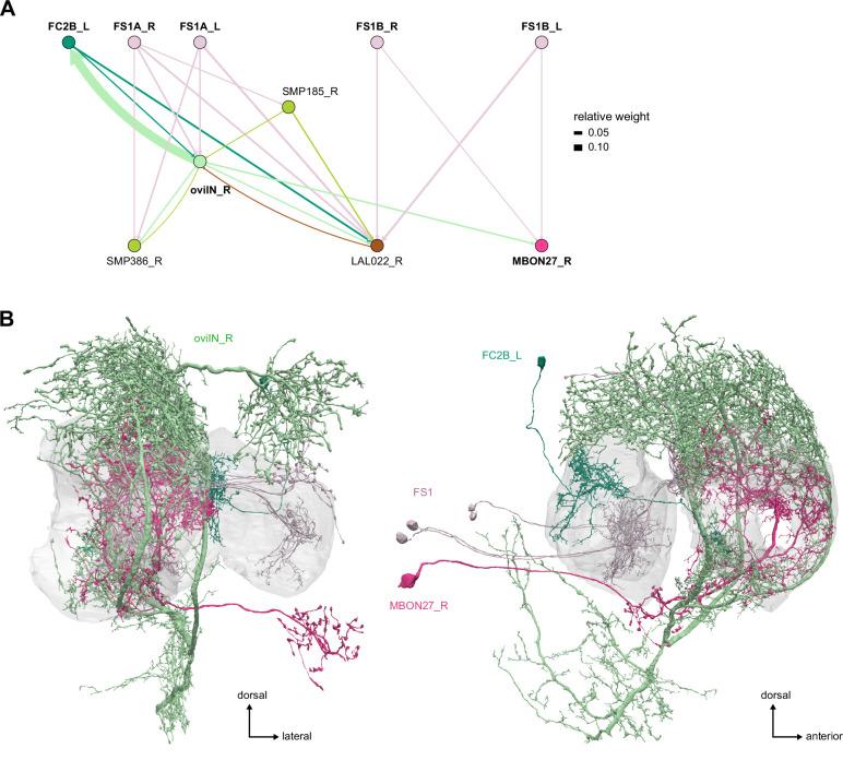 https://cdn.ncbi.nlm.nih.gov/pmc/blobs/0f12/9477501/b117901cd6cf/elife-66039-fig61-figsupp1.jpg