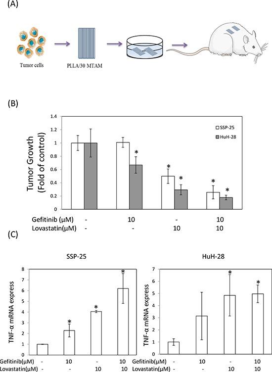 https://cdn.ncbi.nlm.nih.gov/pmc/blobs/0f13/4695157/2ab0cf652f42/oncotarget-06-23857-g005.jpg