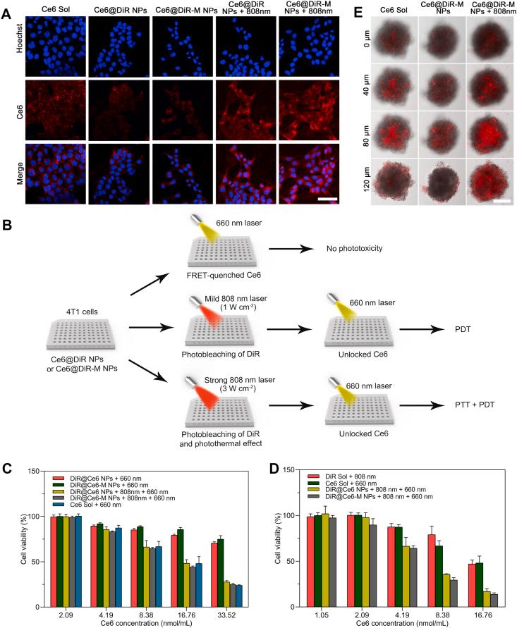 https://cdn.ncbi.nlm.nih.gov/pmc/blobs/0f18/7841442/e12b3d64d63b/gr4.jpg