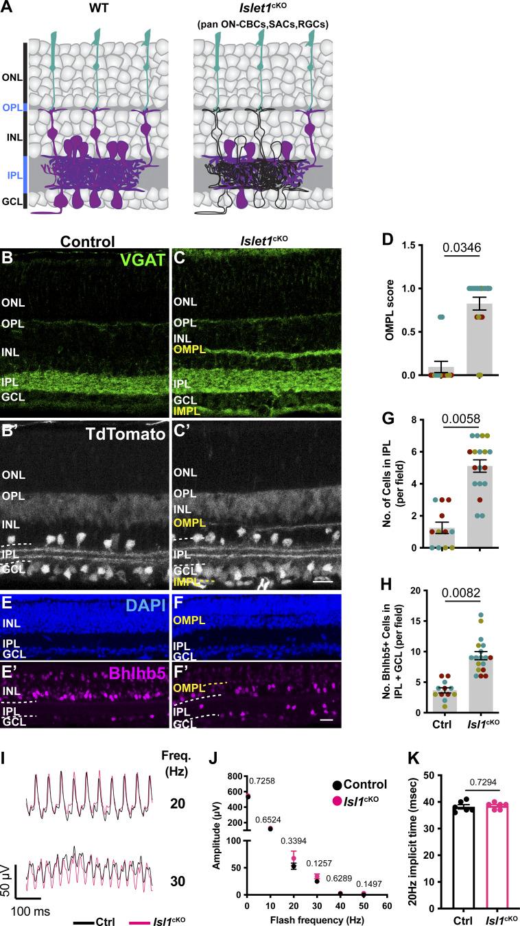 https://cdn.ncbi.nlm.nih.gov/pmc/blobs/0f1a/11793021/7976302845ab/jgp_202413642_fig4.jpg