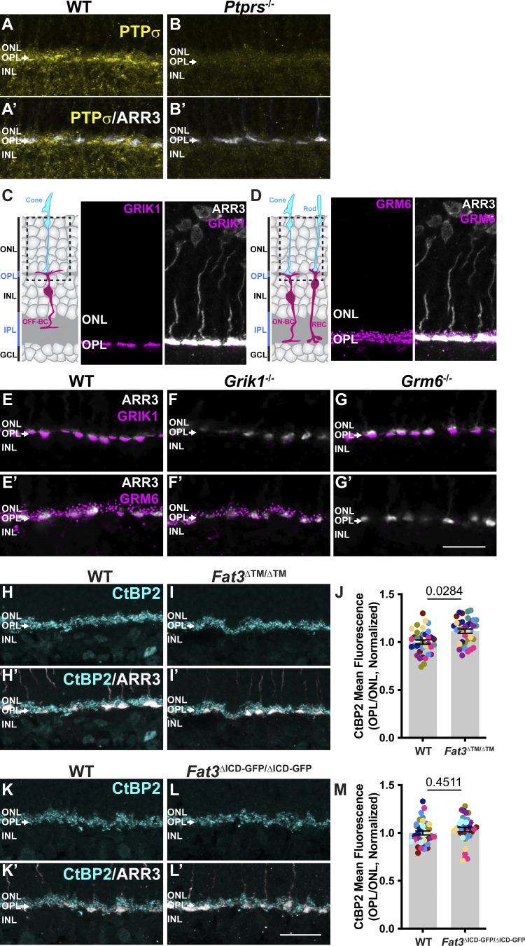 https://cdn.ncbi.nlm.nih.gov/pmc/blobs/0f1a/11793021/a789507dc685/jgp_202413642_figs5.jpg