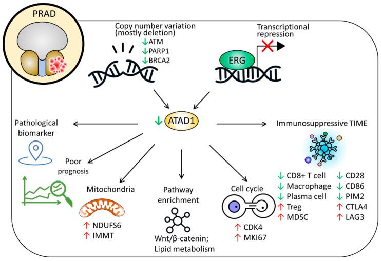 https://cdn.ncbi.nlm.nih.gov/pmc/blobs/0f1a/9698943/e4fe0df46c7c/life-12-01742-g009.jpg