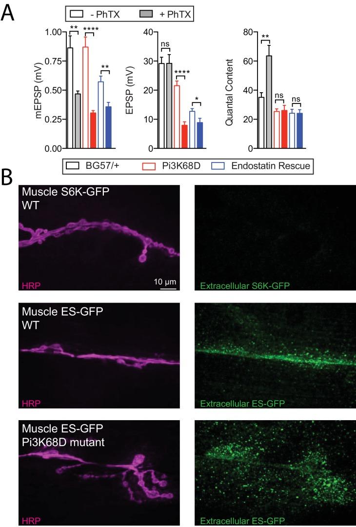 https://cdn.ncbi.nlm.nih.gov/pmc/blobs/0f1b/5773188/0397b882c673/elife-31535-fig5-figsupp1.jpg