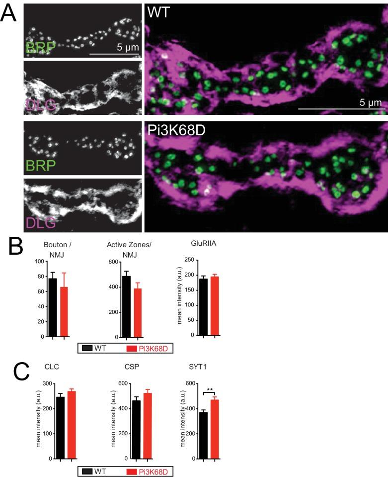 https://cdn.ncbi.nlm.nih.gov/pmc/blobs/0f1b/5773188/7fefa600c4d5/elife-31535-fig3-figsupp1.jpg