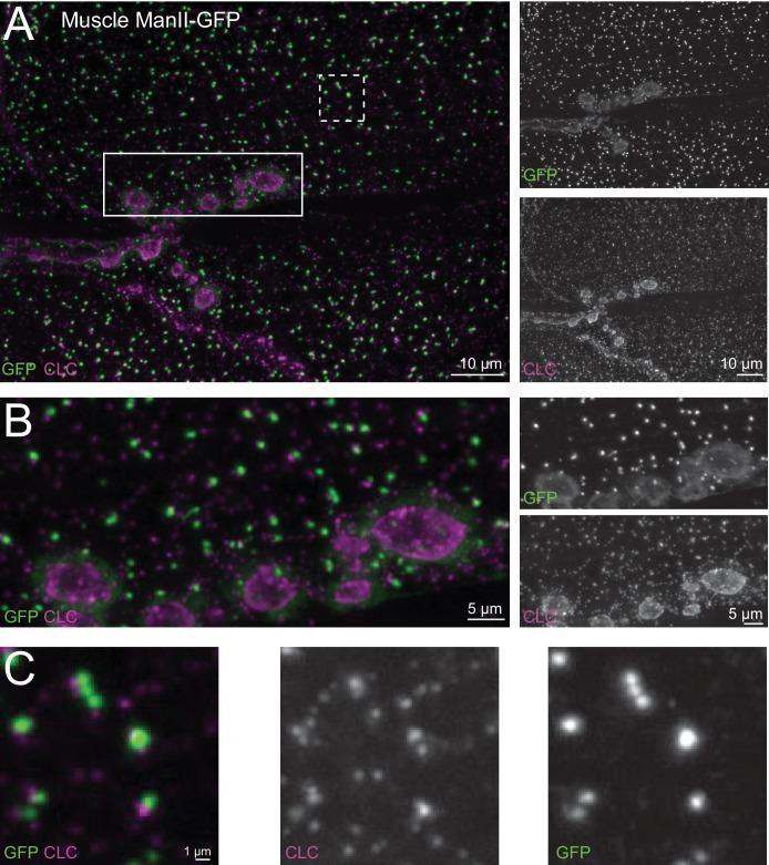 https://cdn.ncbi.nlm.nih.gov/pmc/blobs/0f1b/5773188/b28c6f36e0ca/elife-31535-fig6-figsupp1.jpg
