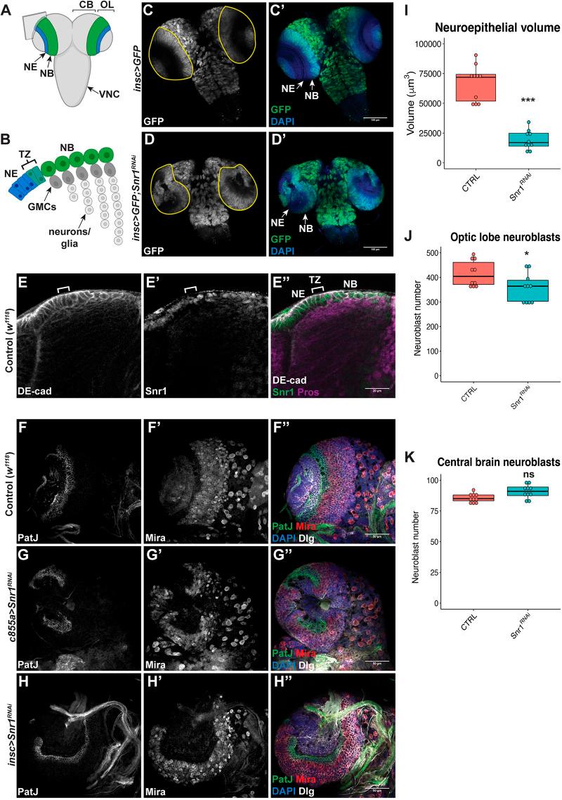 https://cdn.ncbi.nlm.nih.gov/pmc/blobs/0f1d/10323235/517962b45192/develop-150-201484-g1.jpg