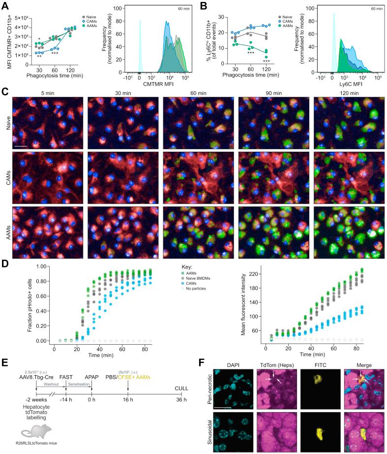 https://cdn.ncbi.nlm.nih.gov/pmc/blobs/0f1d/7378576/7e9ad2051385/gr4.jpg