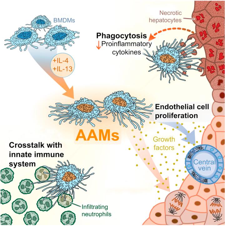 https://cdn.ncbi.nlm.nih.gov/pmc/blobs/0f1d/7378576/af30eaf83b90/fx1.jpg