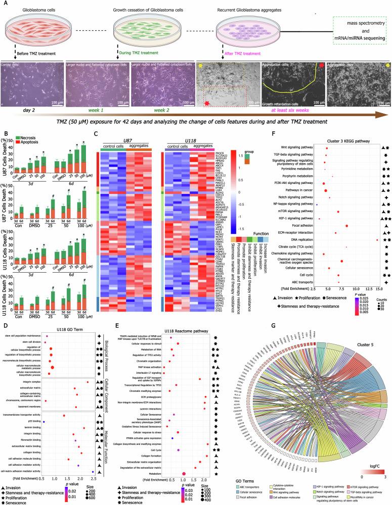 https://cdn.ncbi.nlm.nih.gov/pmc/blobs/0f21/12009364/7c35c5ed69ad/41419_2025_7617_Fig1_HTML.jpg