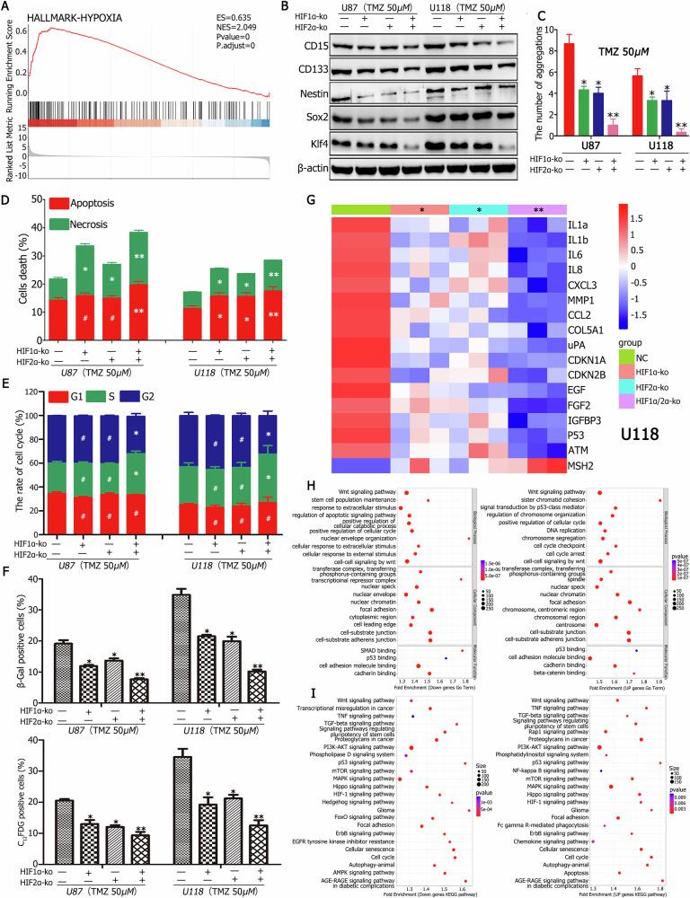 https://cdn.ncbi.nlm.nih.gov/pmc/blobs/0f21/12009364/a36b1f5e0472/41419_2025_7617_Fig6_HTML.jpg