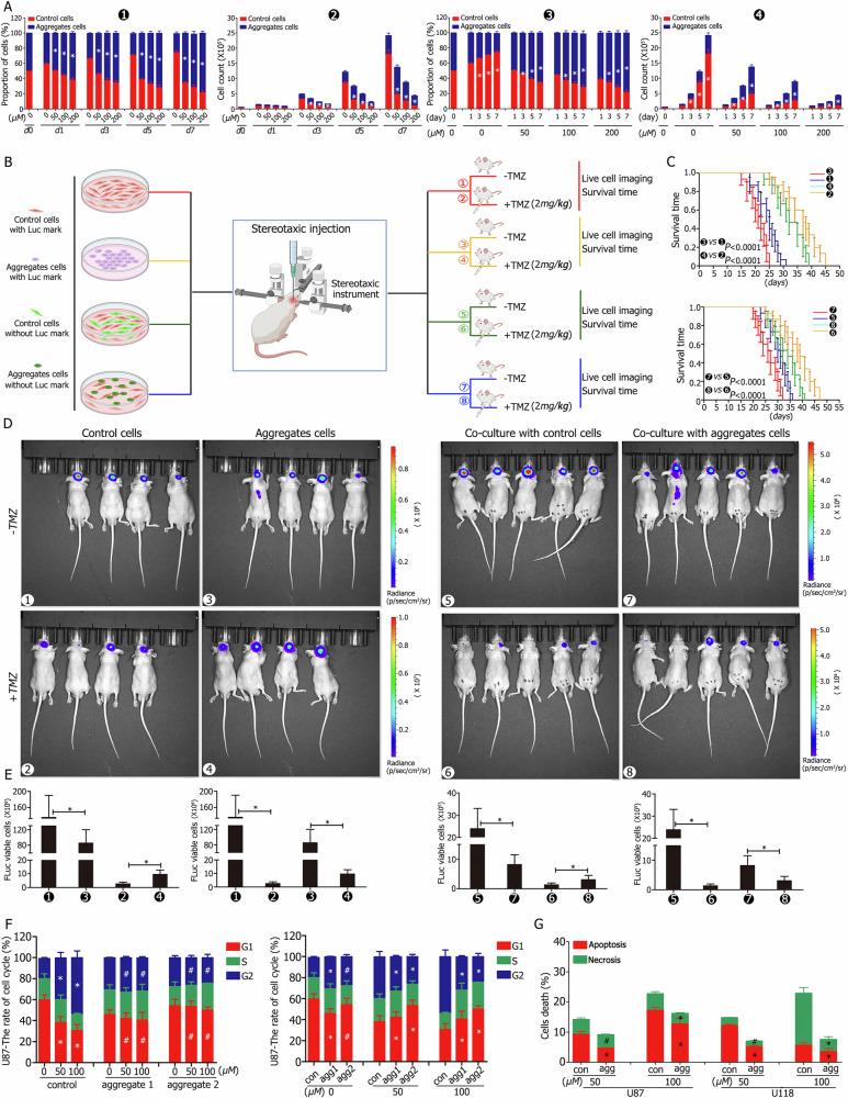 https://cdn.ncbi.nlm.nih.gov/pmc/blobs/0f21/12009364/d3cda793f804/41419_2025_7617_Fig4_HTML.jpg
