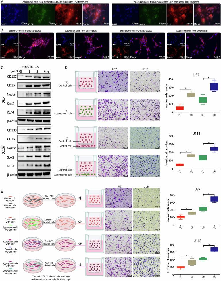https://cdn.ncbi.nlm.nih.gov/pmc/blobs/0f21/12009364/e77cdd96ce1f/41419_2025_7617_Fig3_HTML.jpg
