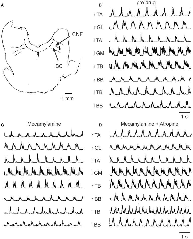 https://cdn.ncbi.nlm.nih.gov/pmc/blobs/0f21/4222238/12a4447a62c0/fncir-08-00132-g0005.jpg