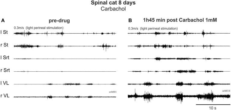 https://cdn.ncbi.nlm.nih.gov/pmc/blobs/0f21/4222238/952b3f2e3787/fncir-08-00132-g0007.jpg