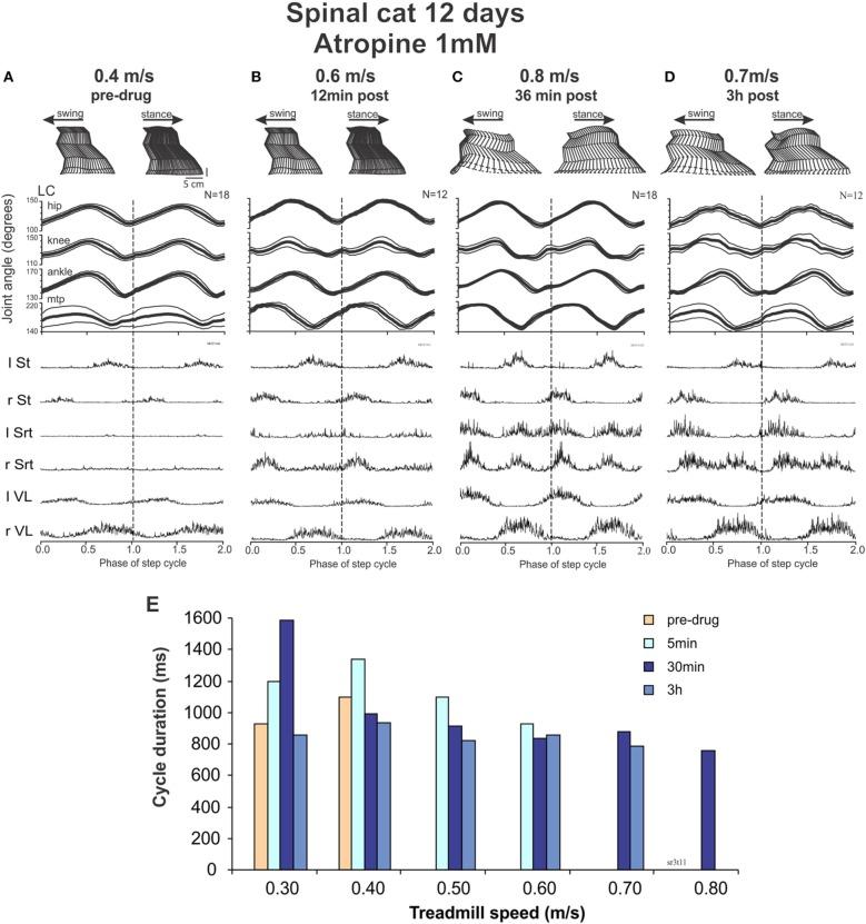 https://cdn.ncbi.nlm.nih.gov/pmc/blobs/0f21/4222238/b3751a0a2432/fncir-08-00132-g0008.jpg