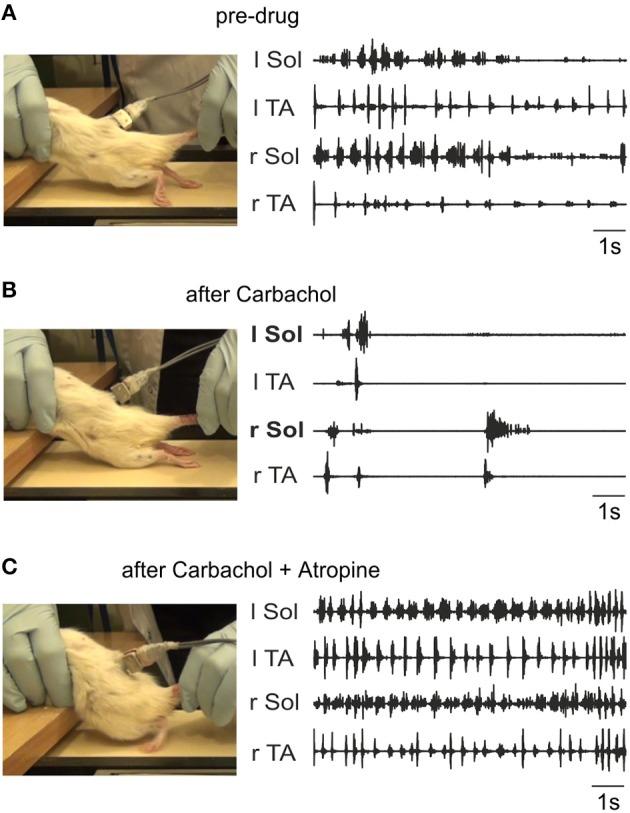 https://cdn.ncbi.nlm.nih.gov/pmc/blobs/0f21/4222238/d6d73e86ebcf/fncir-08-00132-g0010.jpg