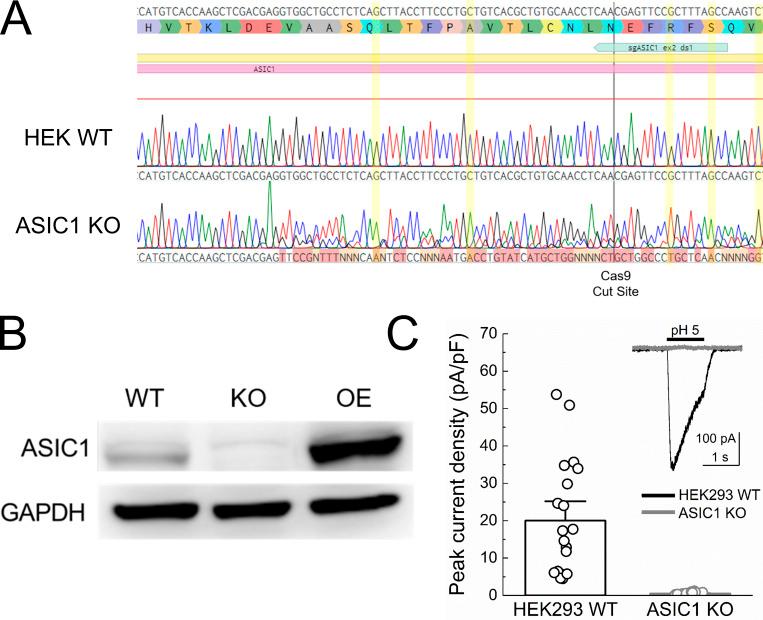 https://cdn.ncbi.nlm.nih.gov/pmc/blobs/0f23/8167889/d28072a50baa/JGP_202012855_FigS1.jpg