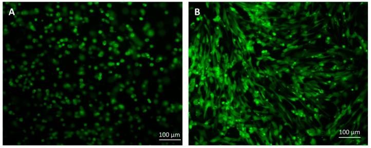 https://cdn.ncbi.nlm.nih.gov/pmc/blobs/0f25/11171648/2a579e257cf1/ijms-25-05673-g005.jpg