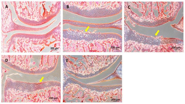 https://cdn.ncbi.nlm.nih.gov/pmc/blobs/0f25/11171648/61da4df5dbc9/ijms-25-05673-g008.jpg