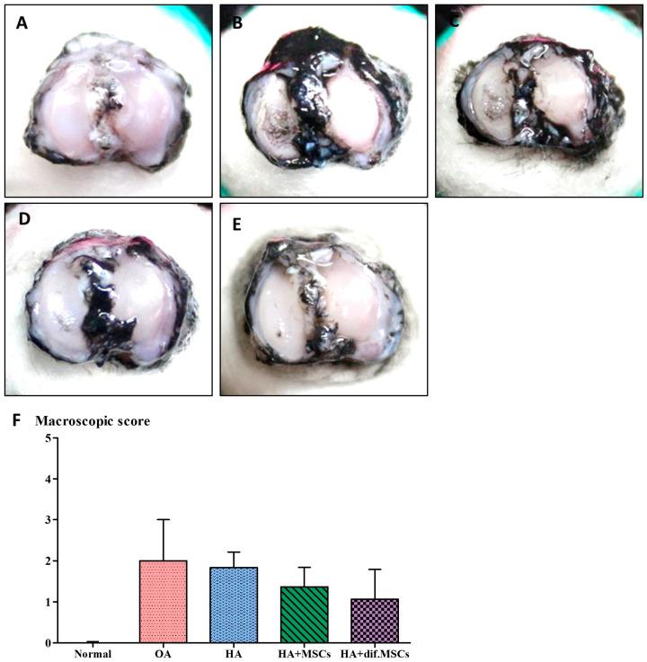 https://cdn.ncbi.nlm.nih.gov/pmc/blobs/0f25/11171648/eea9ffb11574/ijms-25-05673-g006.jpg
